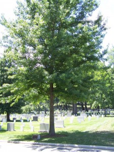 War-Memorial-Tree